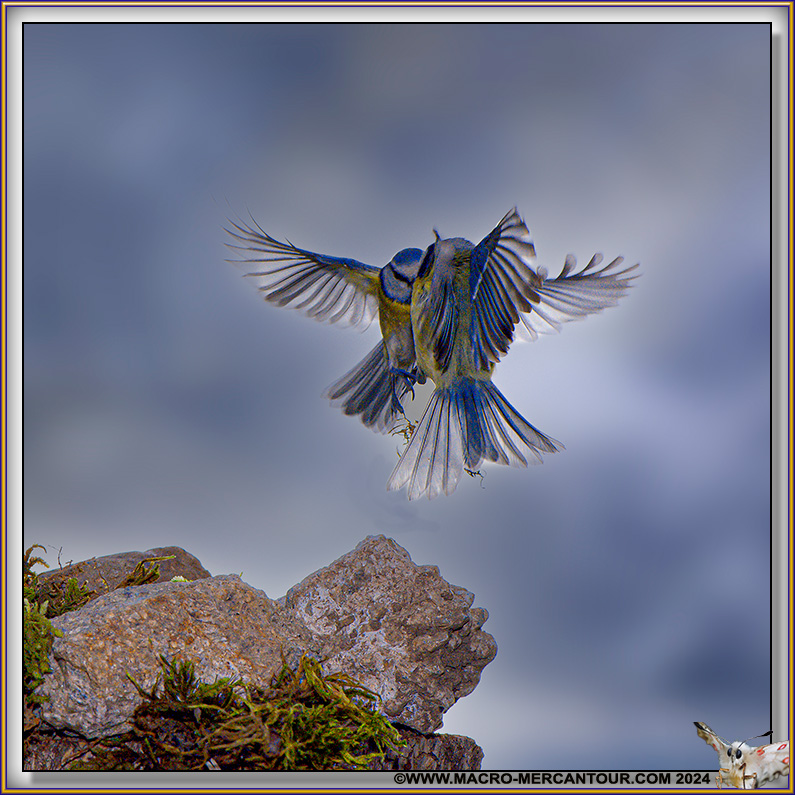 Mésange bleue
